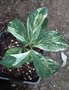vignette Helleborus x hybridus variegated