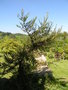 vignette Juniperus horizontalis 'Andorra Compacta Variegata'