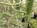 vignette Kalanchoe linearifolia