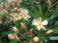 vignette Nerium oleander c