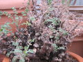vignette Pelargonium alternans