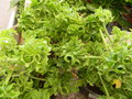 vignette Pelargonium 'Lemon Fresh'