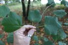 vignette Acer opalus ssp. obtusatum