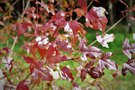 vignette Acer tataricum ssp. semenovii