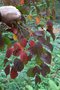vignette Prunus verecunda 'Autumn Glory'
