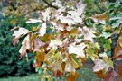 vignette Quercus ilicifolia