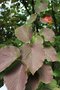 vignette Viburnum lantanoides = V alnifolium