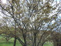 vignette Prunus hessei