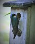 vignette Hirondelle bicolore : Tachycineta bicolor