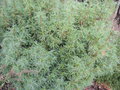 vignette Pinus strobus 'Tiny Curl'