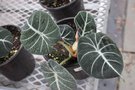 vignette Alocasia 'Black Velvet'