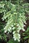 vignette Tsuga canadensis 'Moon Frost'