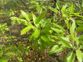 vignette Quercus castaneifolia