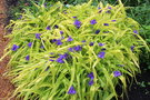 vignette Tradescantia Andersoniana Group 'Blue and Gold'