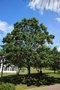 vignette Quercus bicolor