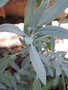 vignette Salvia lavandulifolia