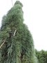 vignette Sequoiadendron giganteum 'Penduluum'