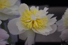 vignette Paeonia lactiflora 'Honey Gold'