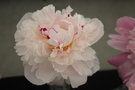 vignette Paeonia lactiflora 'Reine Hortense'