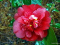 vignette Camélia ' ALTHAEIFLORA ' camellia japonica