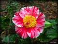 vignette Camélia ' AY-AY-AY ' camellia japonica
