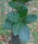 vignette Quercus costaricensis / Fagaceae / Costa-Rica, Panama