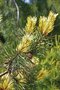 vignette Pinus contorta 'Taylor's Sunburst'