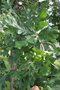 vignette Quercus macrocarpa