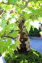 vignette Acer tataricum ssp. ginnala de 55 ans