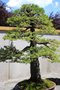 vignette Picea glauca var. albertiana 'Conica' de 55 ans