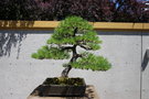vignette Pinus mugo ssp. mugo de 30 ans