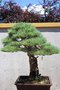 vignette Pinus sylvestris 'Watereri' de 55 ans