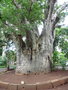 vignette Jardin botanique Sir Seewoosagur Ramgoolam (Pamplemousse) - Adansonia digitata - Baobab africain