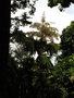 vignette Jardin botanique Sir Seewoosagur Ramgoolam (Pamplemousse) - Corypha umbraculifera - Talipot
