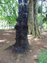 vignette Jardin botanique Sir Seewoosagur Ramgoolam (Pamplemousses) - Pterocarpus angolensis - L'arbre qui saigne