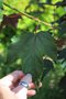 vignette Acer pseudoplatanus 'Regal Petticoat'