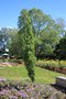 vignette Betula platyphylla 'Parkland Pillar'