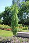 vignette Betula platyphylla 'Parkland Pillar'