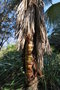 vignette Trachycarpus martianus / Arecaceae / Npal  Birmanie