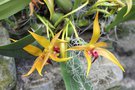 vignette Bulbophyllum Jersey