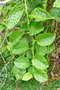 vignette Passiflora quadrangularis