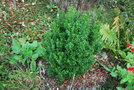 vignette Myrtus communis ssp. tarentina