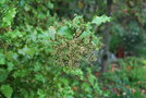 vignette Olearia paniculata