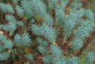vignette Euphorbia sp.