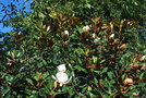 vignette Magnolia grandiflora 'Little Gem'