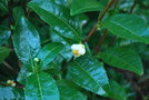 vignette Camellia sinensis