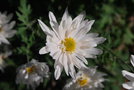 vignette Chrysanthemum cv.