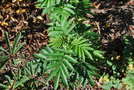 vignette Melianthus minor / Melianthaceae / Afrique du Sud