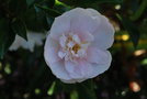 vignette Camellia sasanqua 'Jean May'