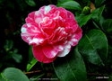 vignette Camélia ' Eugene Lizé ' camellia japonica
